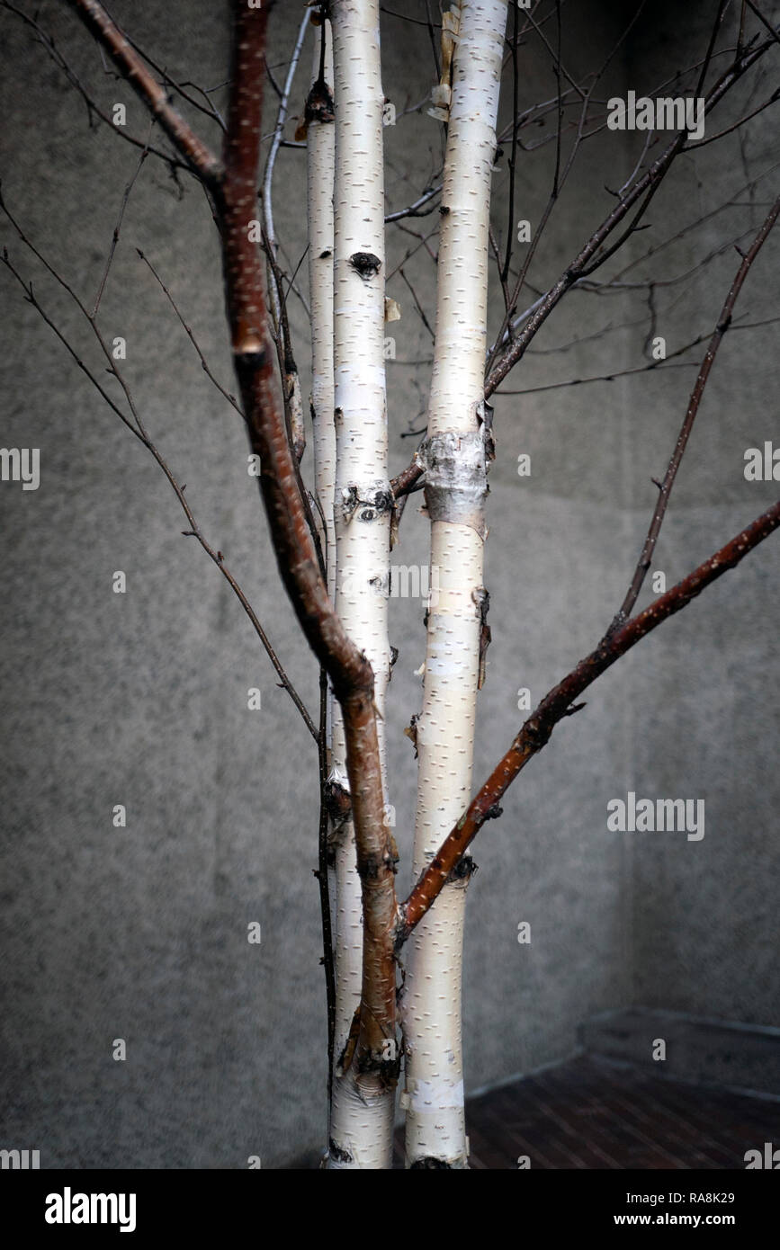 Birch Trees High Resolution Stock Photography And Images Alamy,Banana Seeds