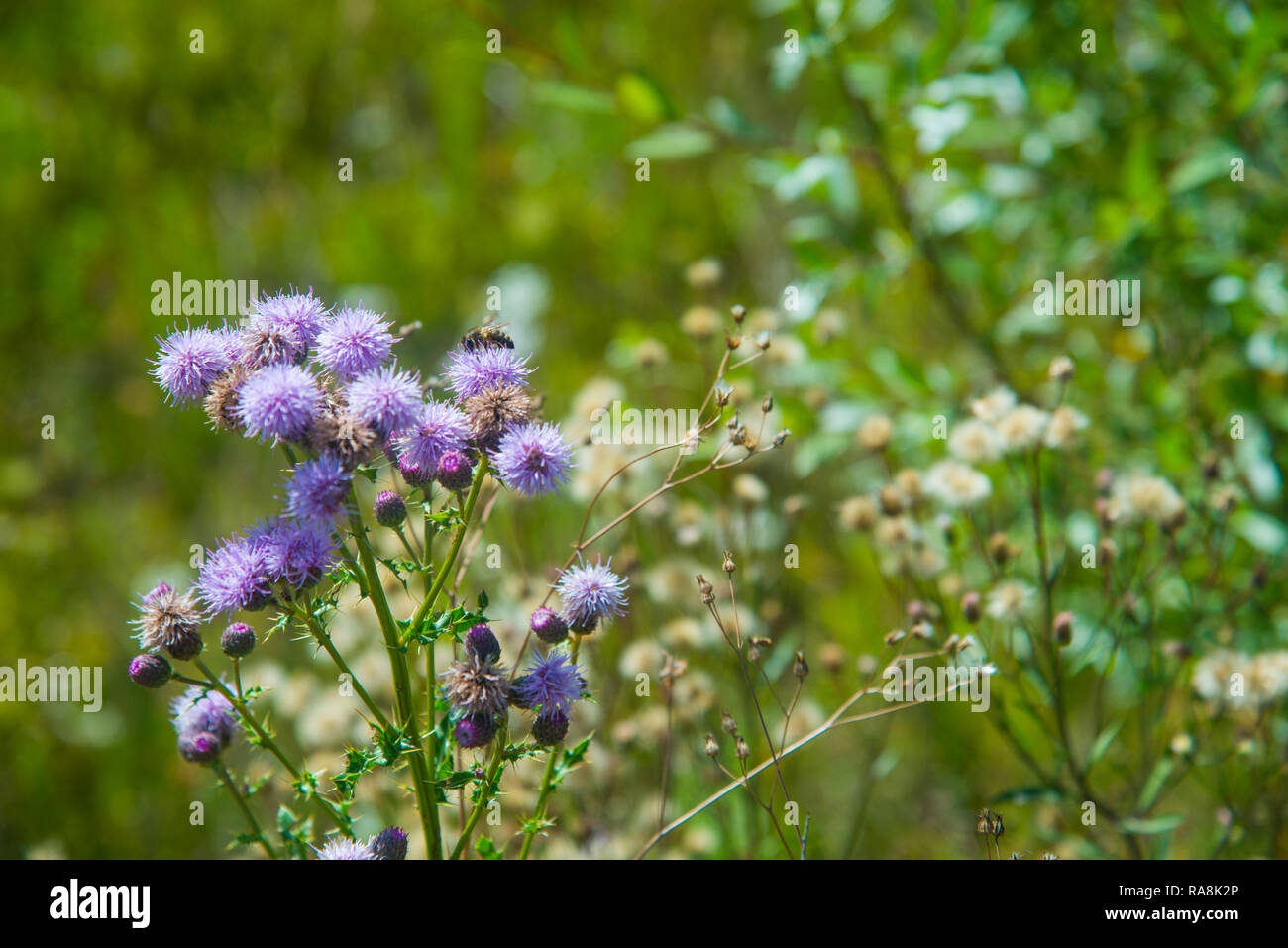 Bee sipping on wild flowers. Stock Photo