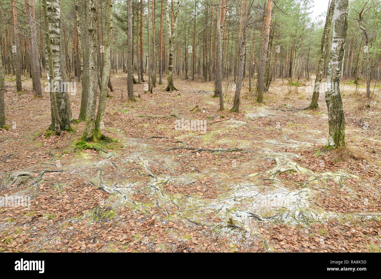 Wildlife in the forest.Around are rising pine and other trees. Stock Photo
