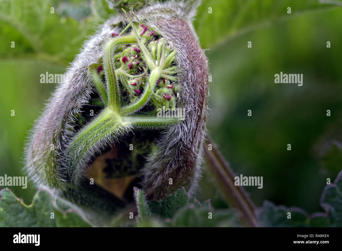 This hogweed hairy flower bud is slowly unfurling under vegetation shown here under diffused the soft green light shining through vegetation above. Stock Photo