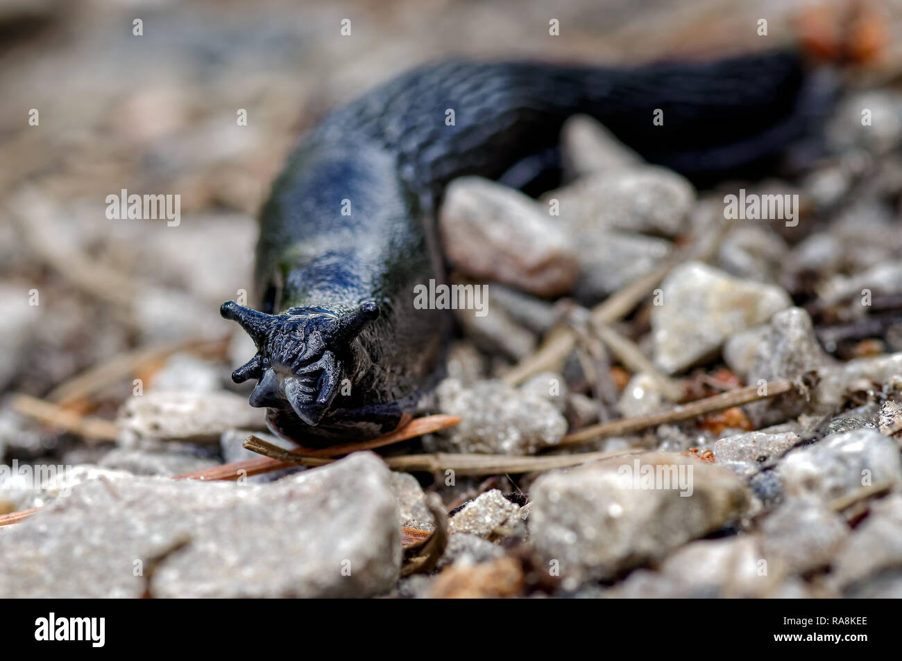 This is a typical jet black form of the Large Black Slug (Arion ater) from the wetlands and uplands of Northern Scotland. Seen here traversing a path. Stock Photo