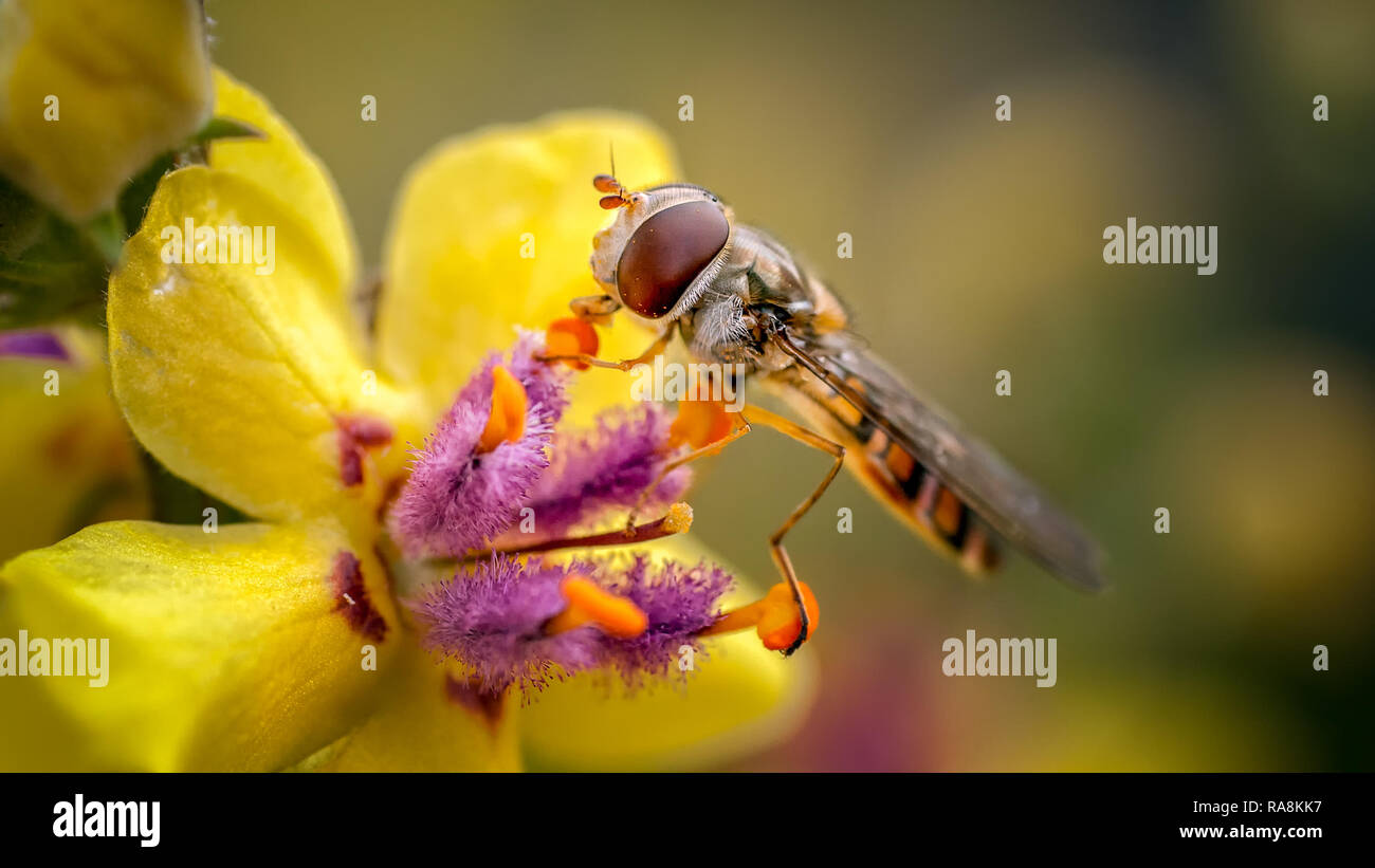 THis is the well known Marmalade Hoverfly feeding on thew pollen of a Verbaccum in out rear garden. One of the few flies able to crush pollen. Stock Photo