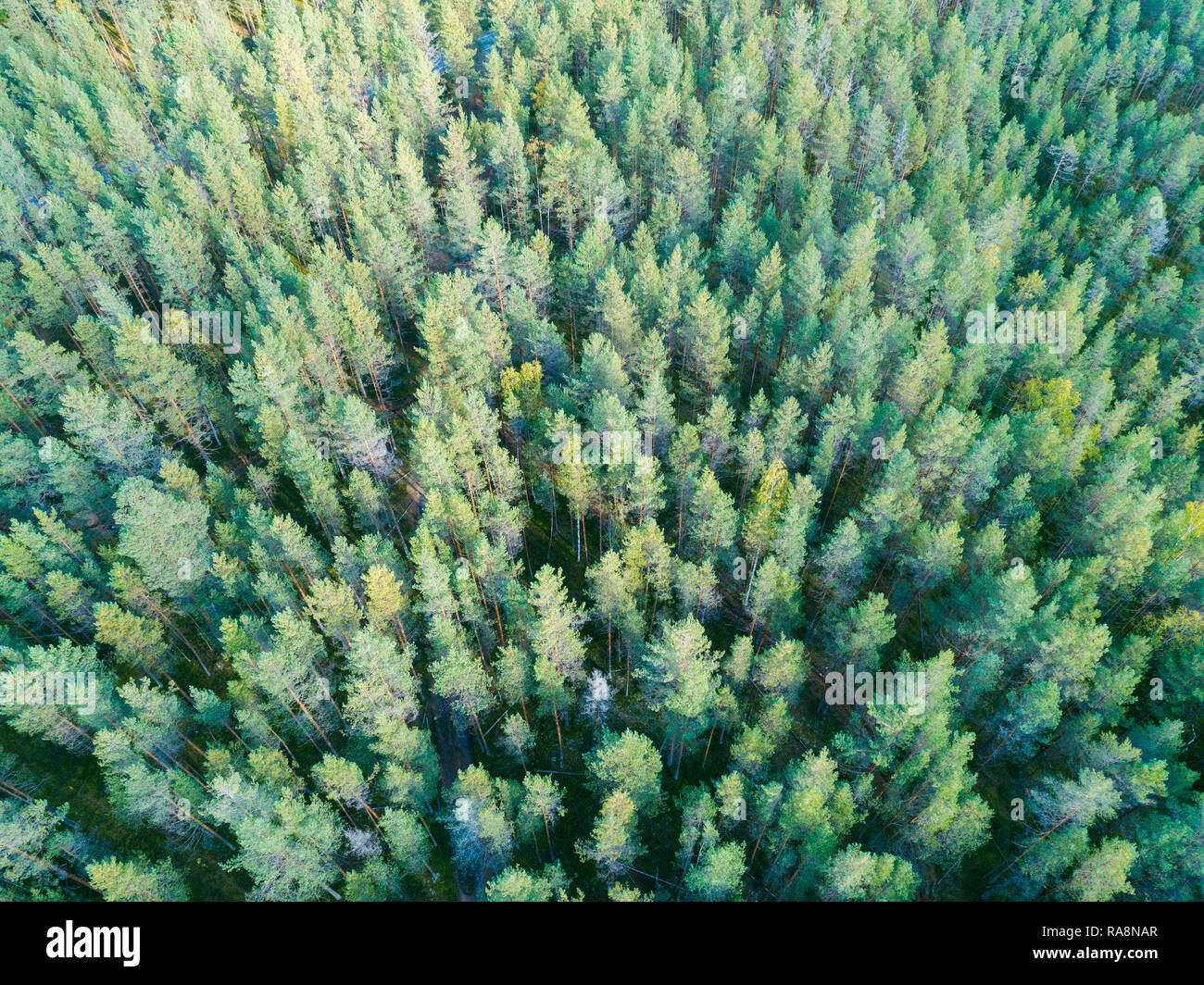 Aerial view of a green forest. Beautiful landscape. Clouds over the ...