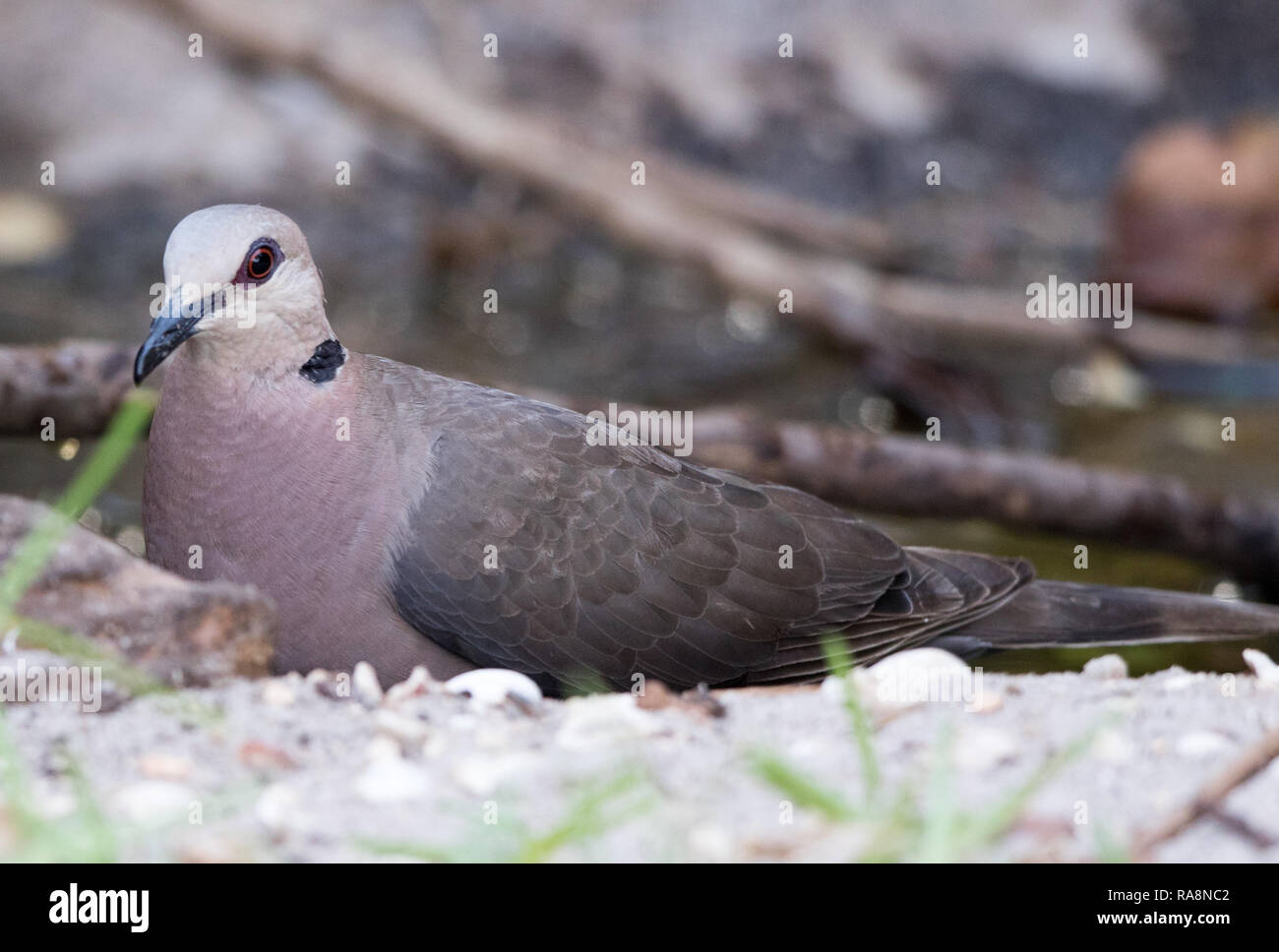 African Mourning Dove (Streptopelia decipiens) Stock Photo