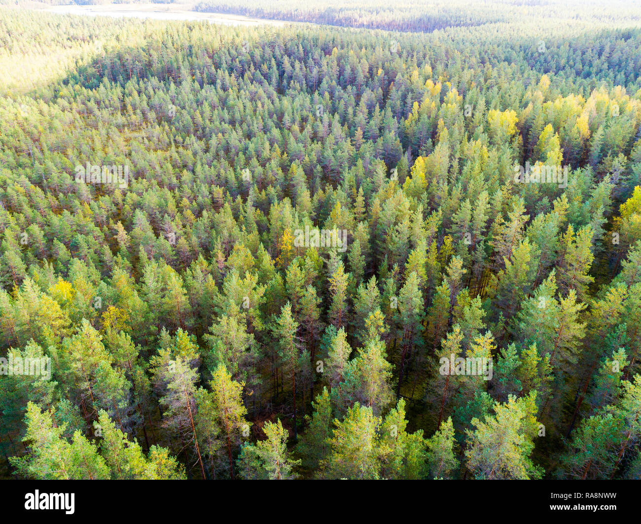 Aerial view of a green forest. Beautiful landscape. Clouds over the ...