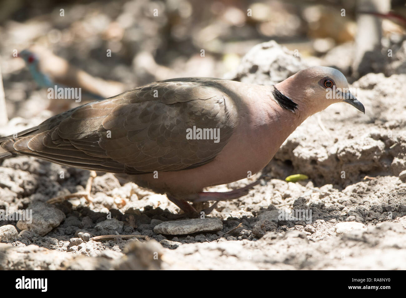 Redeyed Dove (Streptopelia semitorquata Stock Photo Alamy