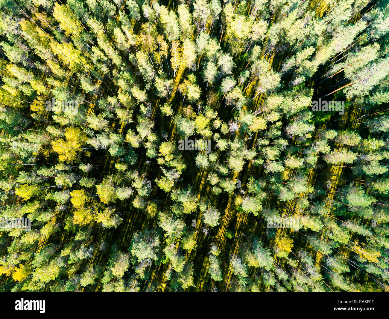 Aerial view of a green forest. Beautiful landscape. Clouds over the ...