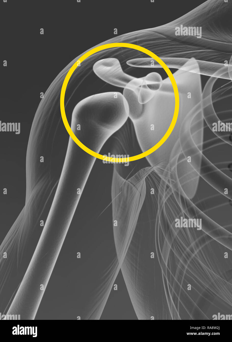 Shoulder joint, medically 3D artwork, x-ray view, radiograph Stock Photo