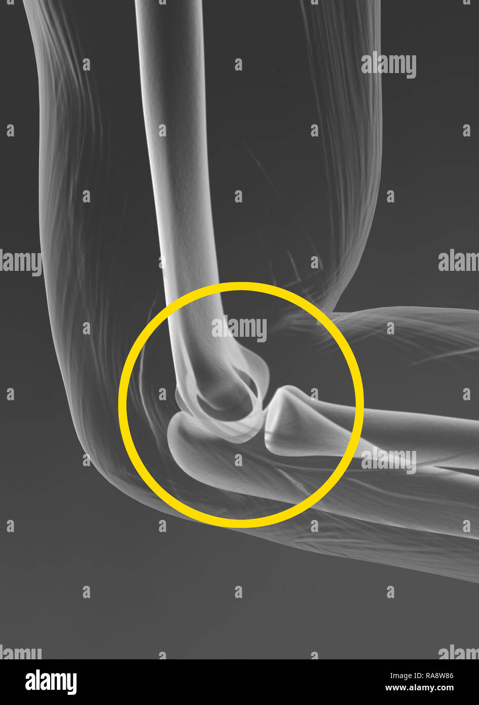 Elbow joint, medically 3D illustration Stock Photo Alamy