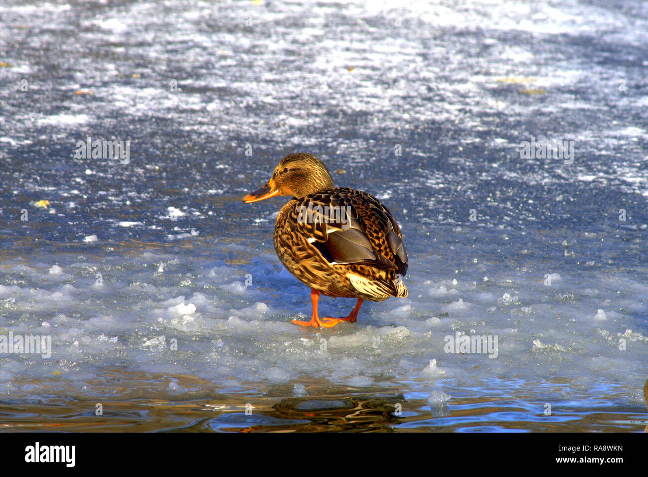 A big yellow duck with beautiful feathers is coming on the blue ice of a frozen lake in winter Stock Photo