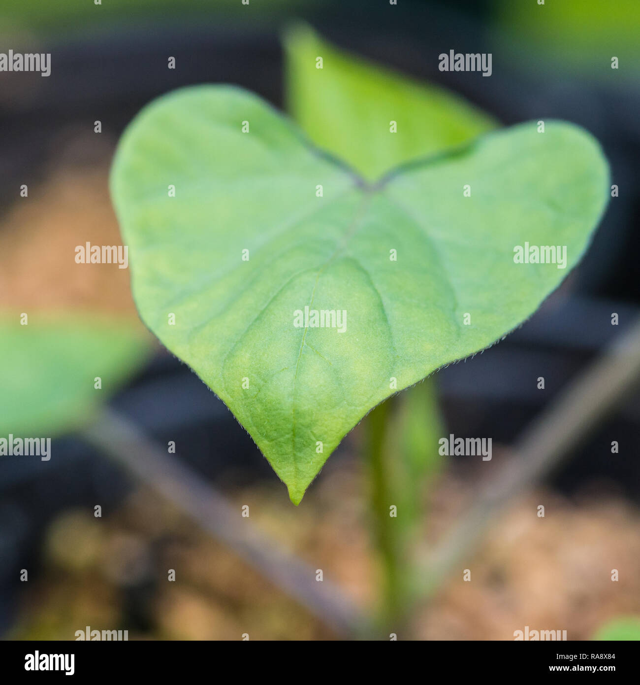 A macro shot of the leaves of a morning glory seedling. Stock Photo