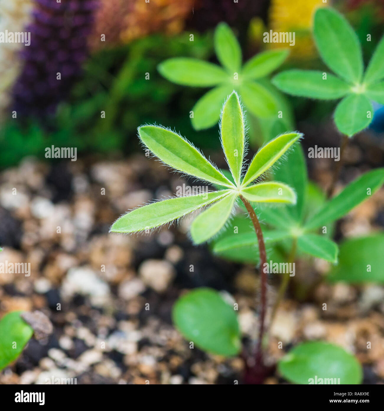 Lupin seedling hires stock photography and images Alamy