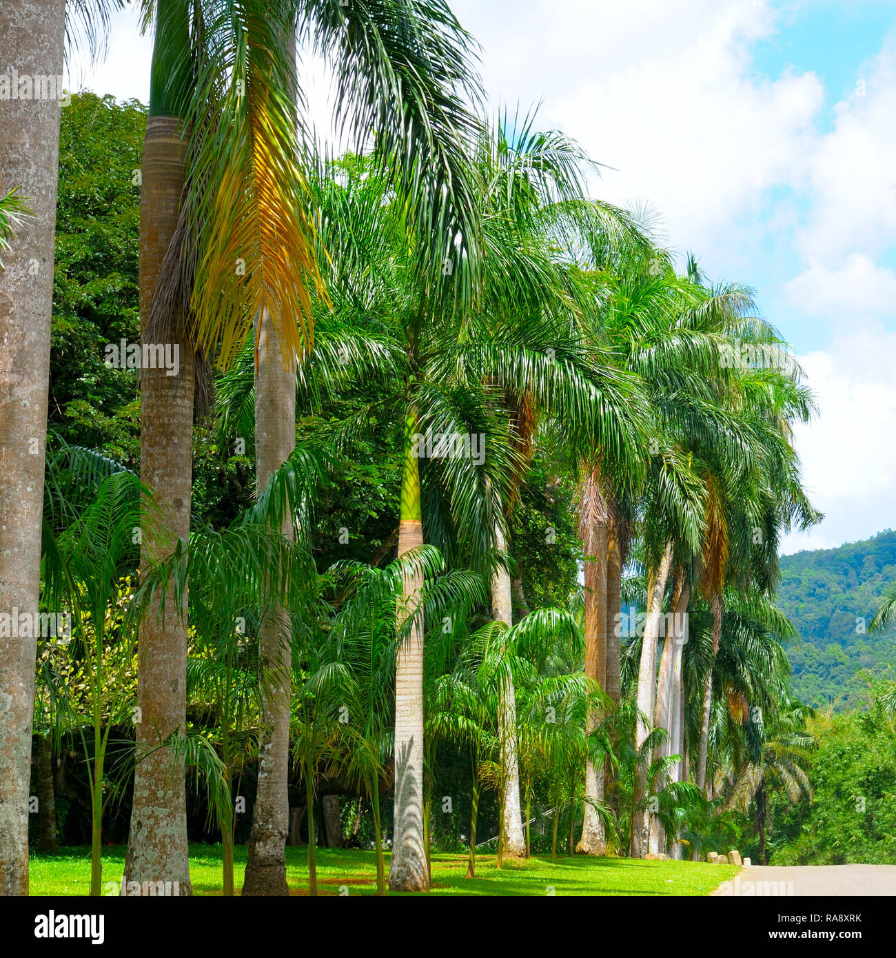 Palm alley hi-res stock photography and images - Alamy