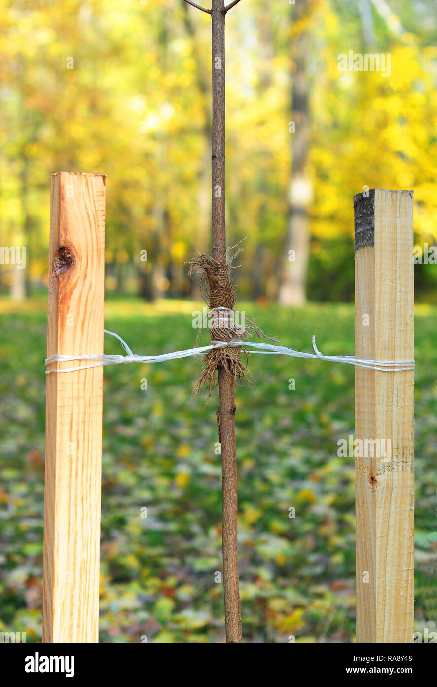 How to Plant a Tree Correctly with Two Stakes. Planting Trees in Autumn. If your tree is still a sapling, use a stake to help it grow for about the fi Stock Photo
