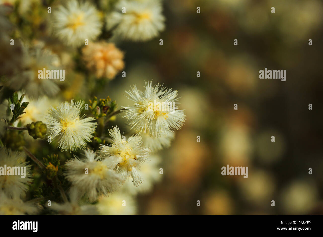 Cootamundra Wattle Stock Photo Alamy