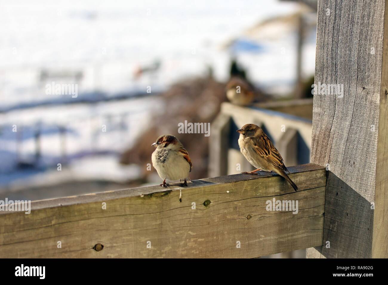 Three Little Birds Stock Photo Alamy