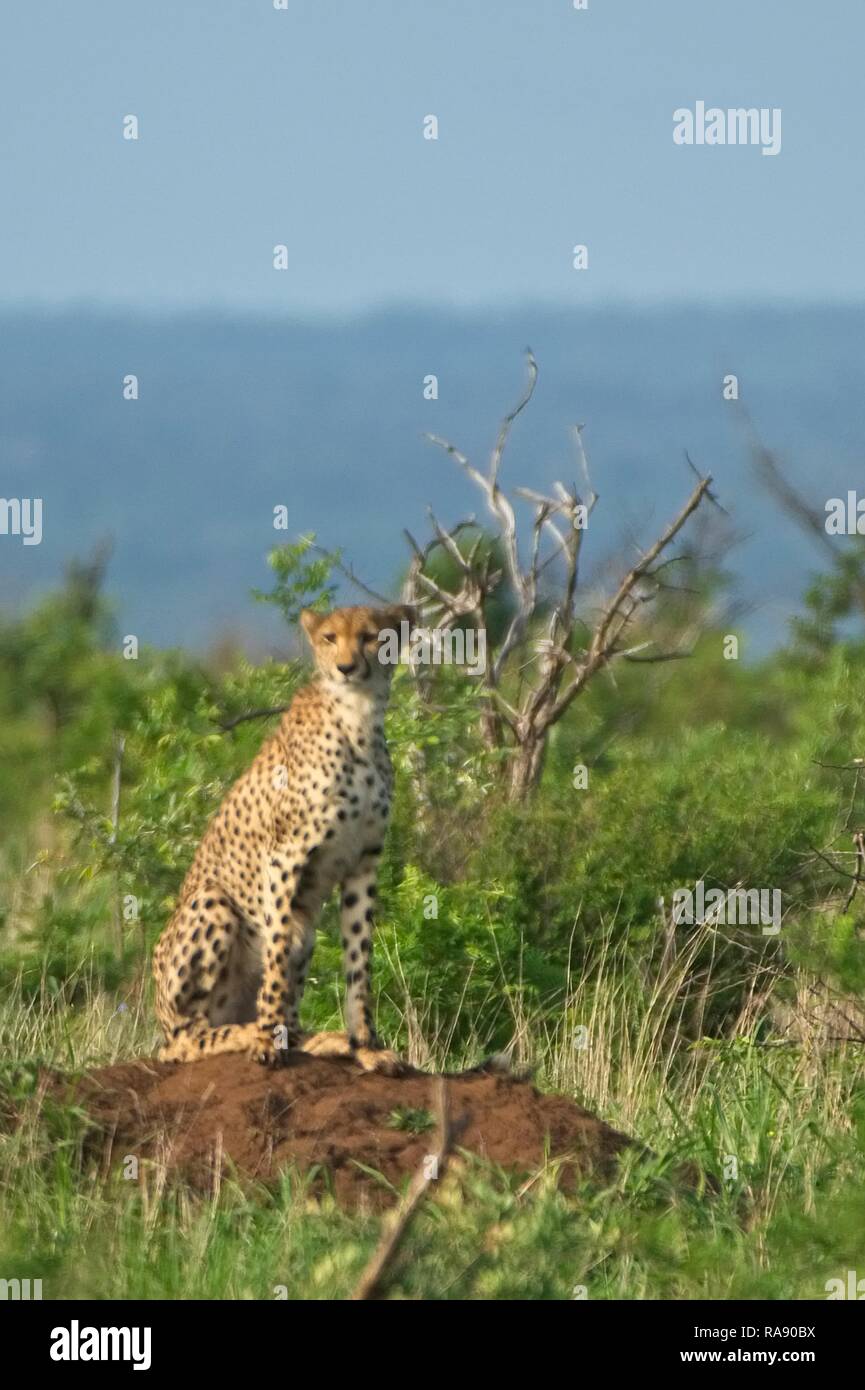 South African wildlife Stock Photo - Alamy