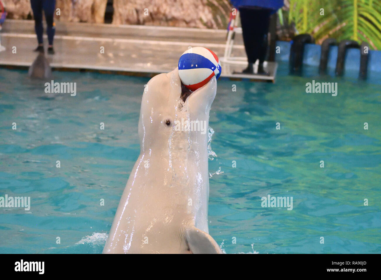 Belukha (LAT. Delphinapterus leucas) type of toothed whales performs an ...