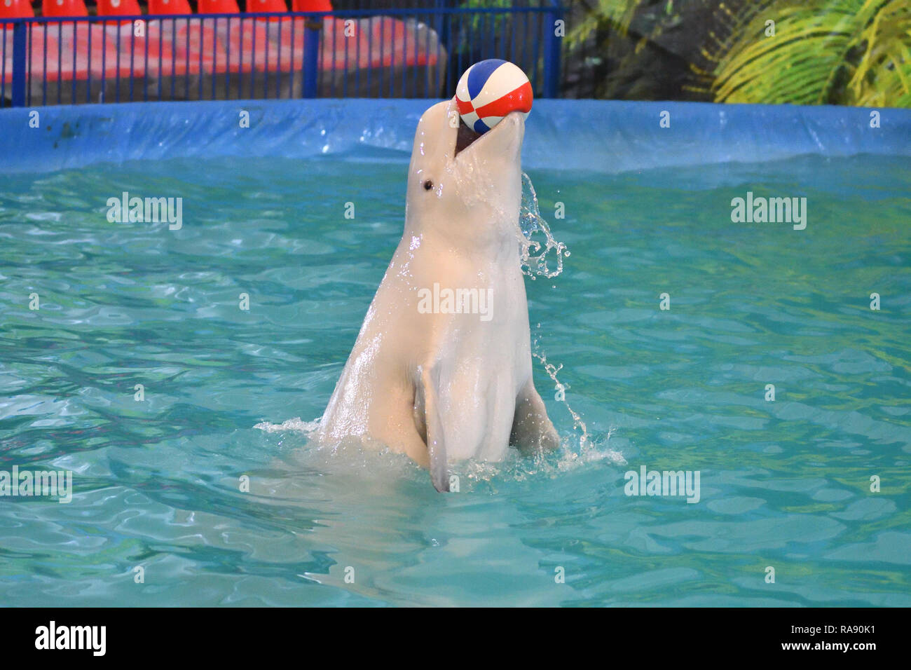 Belukha (LAT. Delphinapterus leucas) type of toothed whales performs an ...