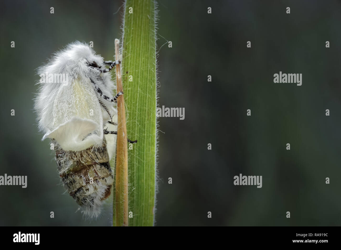 This image was taken locally at Ainsdale LNR where the White Satin (Leucoma salicis) moth feeds, mates and lays eggs on the dwarf willow scrub. Stock Photo