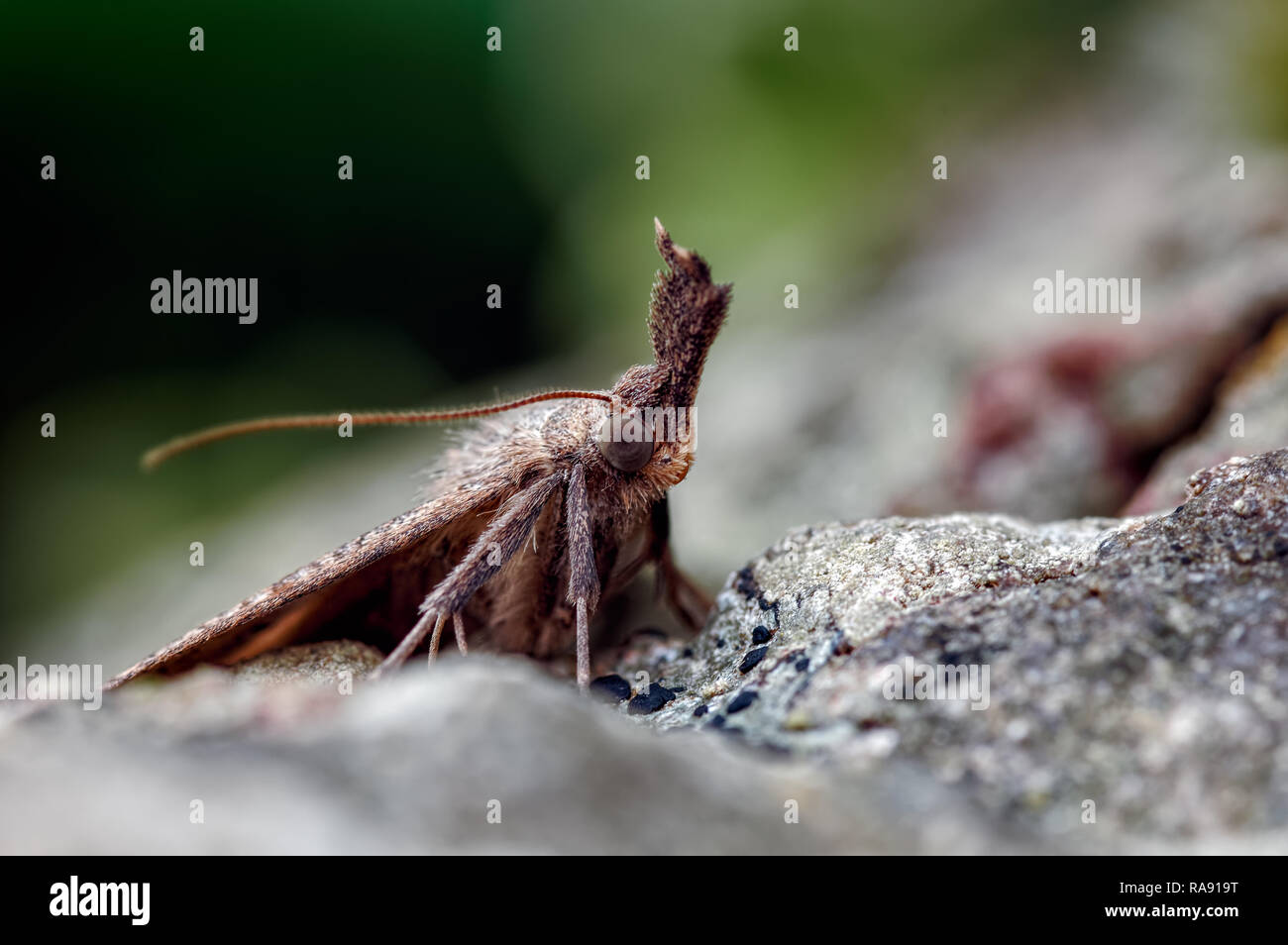 This is the Snout macro moth, Hypena probosdcidalis. It gets its name from the very obvious upturned palps. Here it is partialy camouflaged. Stock Photo
