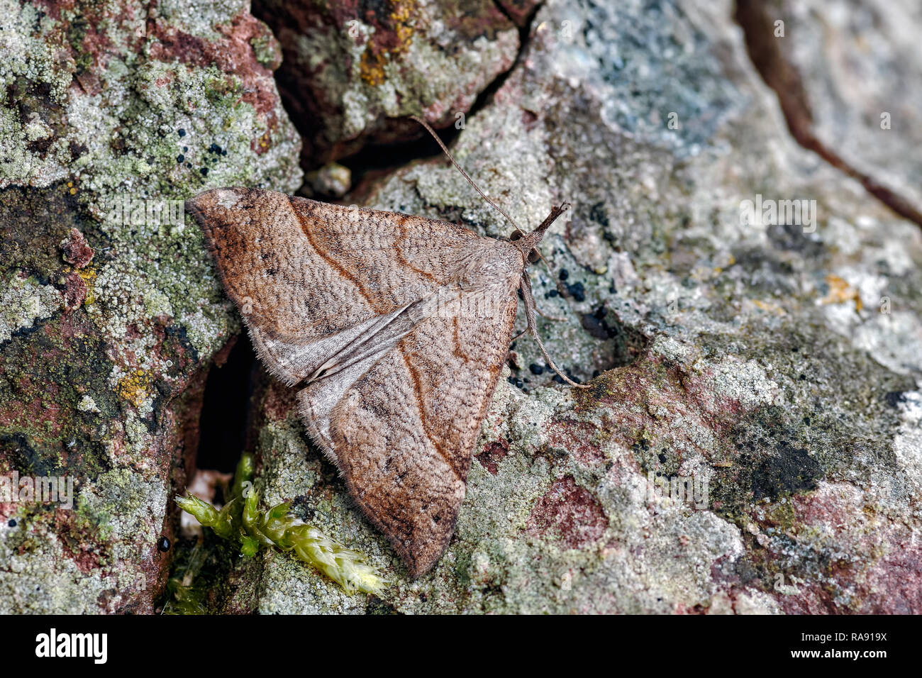 This is the Snout macro moth, Hypena probosdcidalis. It gets its name from the very obvious upturned palps. Here it is partialy camouflaged. Stock Photo