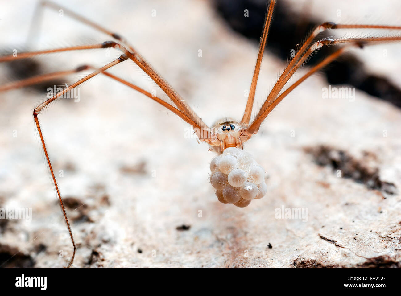 An image of the cellar spider (Pholcus phalangioides) carrying its eggs in her jaws too a safer spot after being disturbed from our outdoor shed. Stock Photo