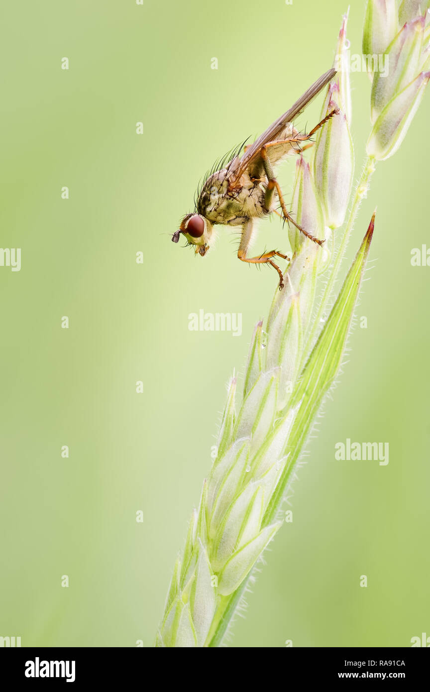 This is the female Common Yellow Dung-fly, Scathophaga stercoraria resting on a grass inflorescence in a damp meadow near Scorton, Lancashire. Stock Photo