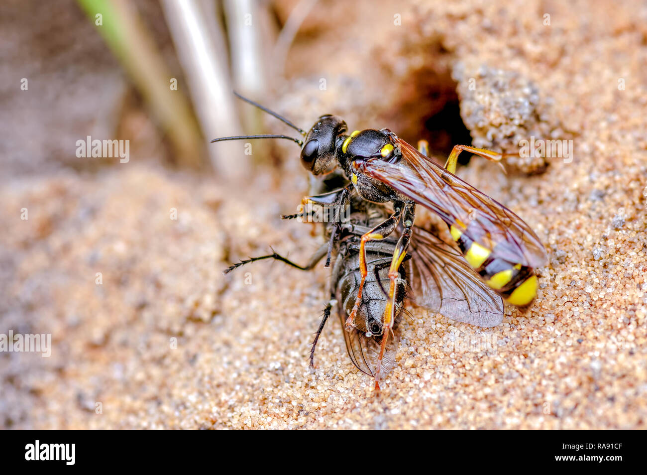 This is the field digger wasp, Mellinus arvensis in our rear garden, September. The wasp hunts for a range of flies for their larval brood cells. Stock Photo