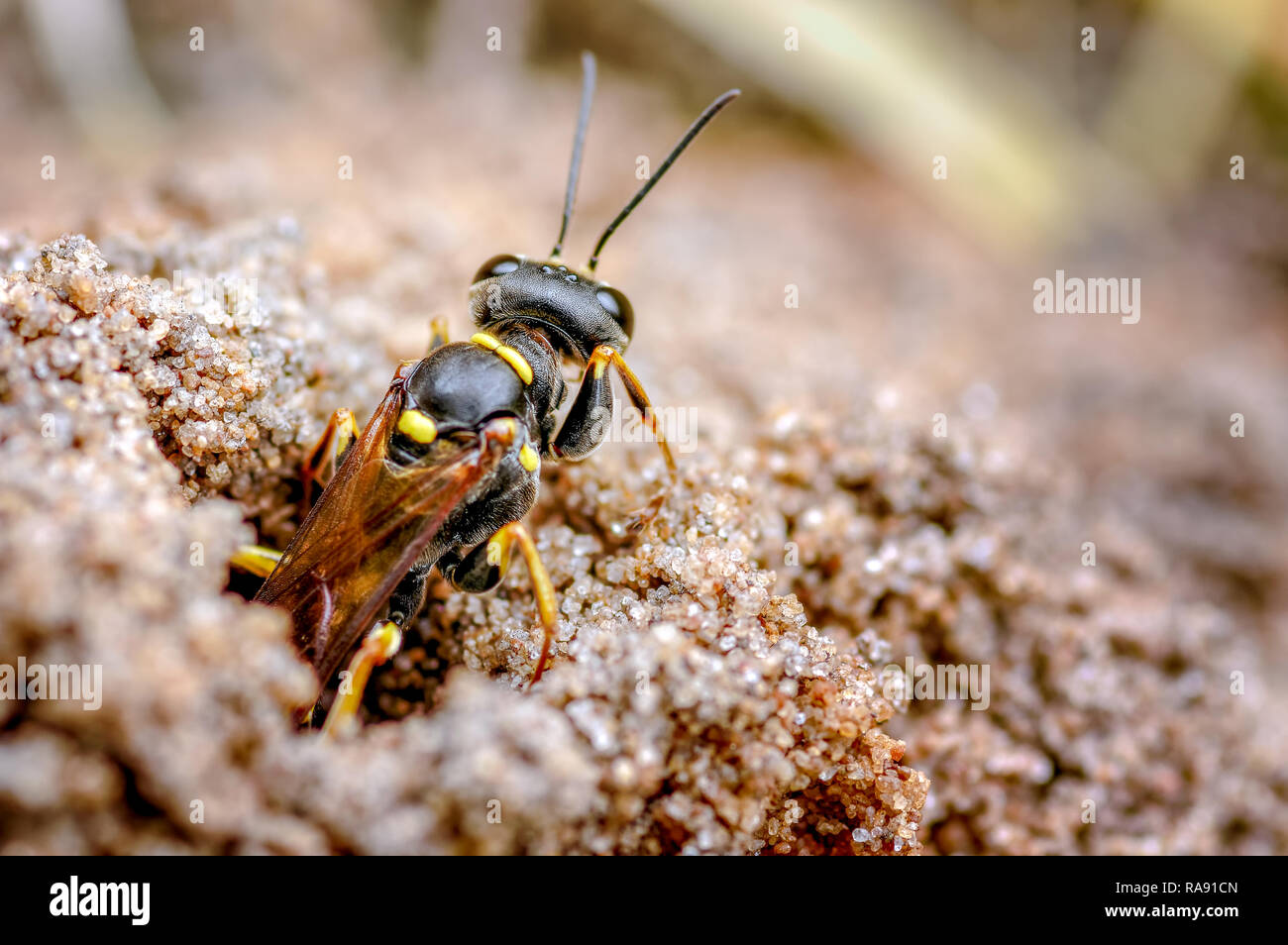 This is the field digger wasp, Mellinus arvensis in our rear garden, September. The wasp hunts for a range of flies for their larval brood cells. Stock Photo