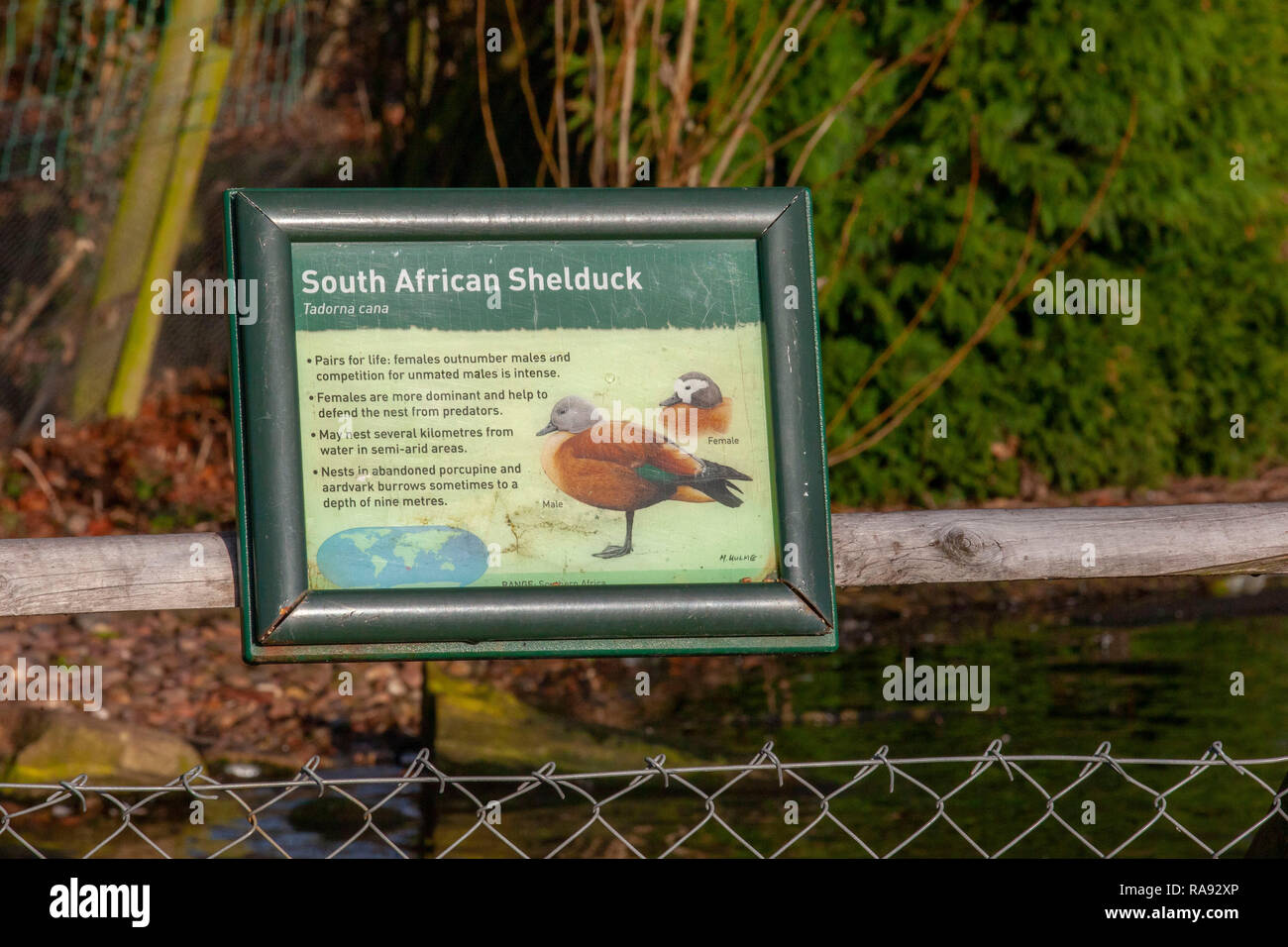 South African Shelduck; Waterfowl, Wildlife illustrations, information