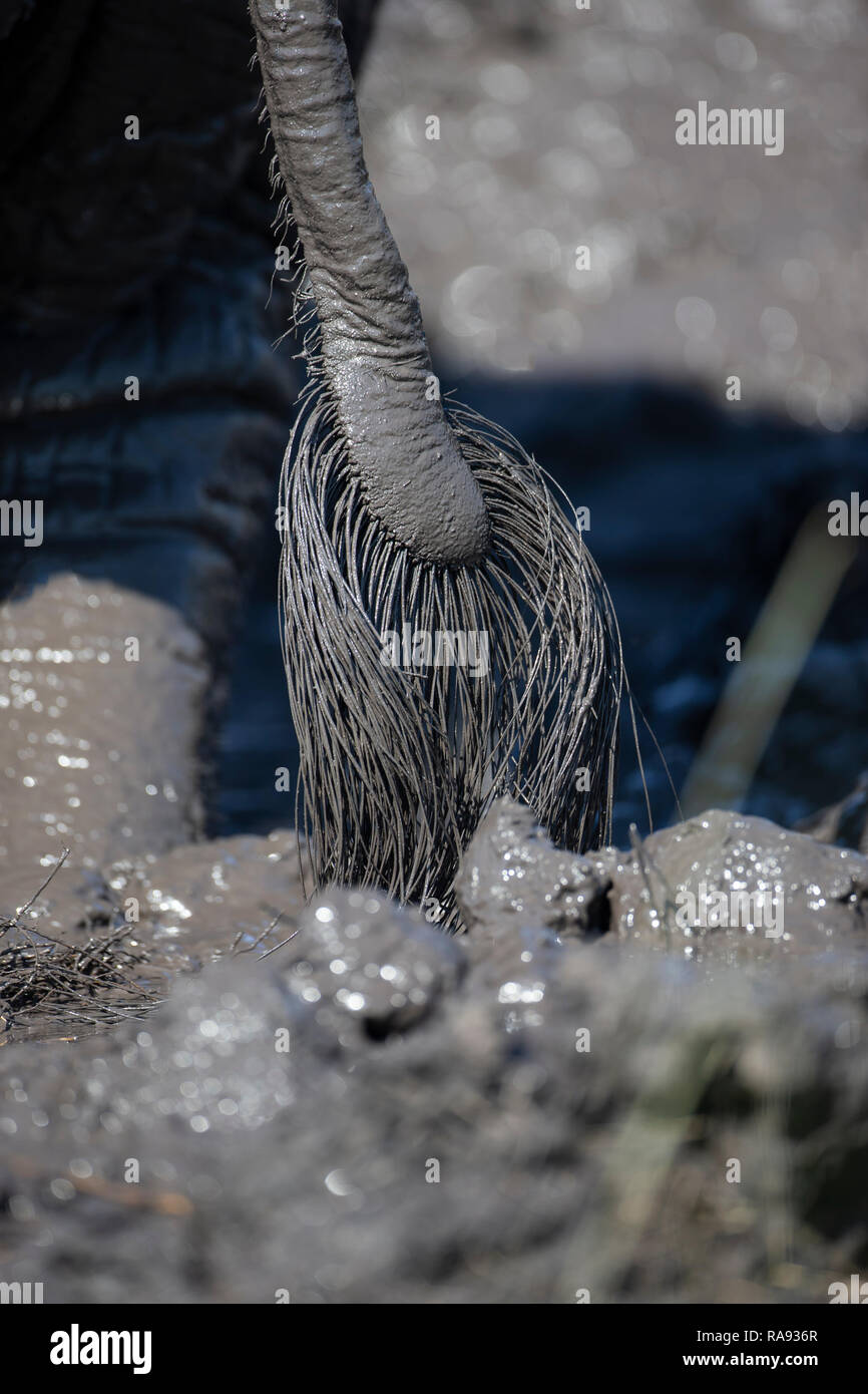 Close up of an African elephant's tail Loxodonta africana immediately following a mud bath Stock Photo