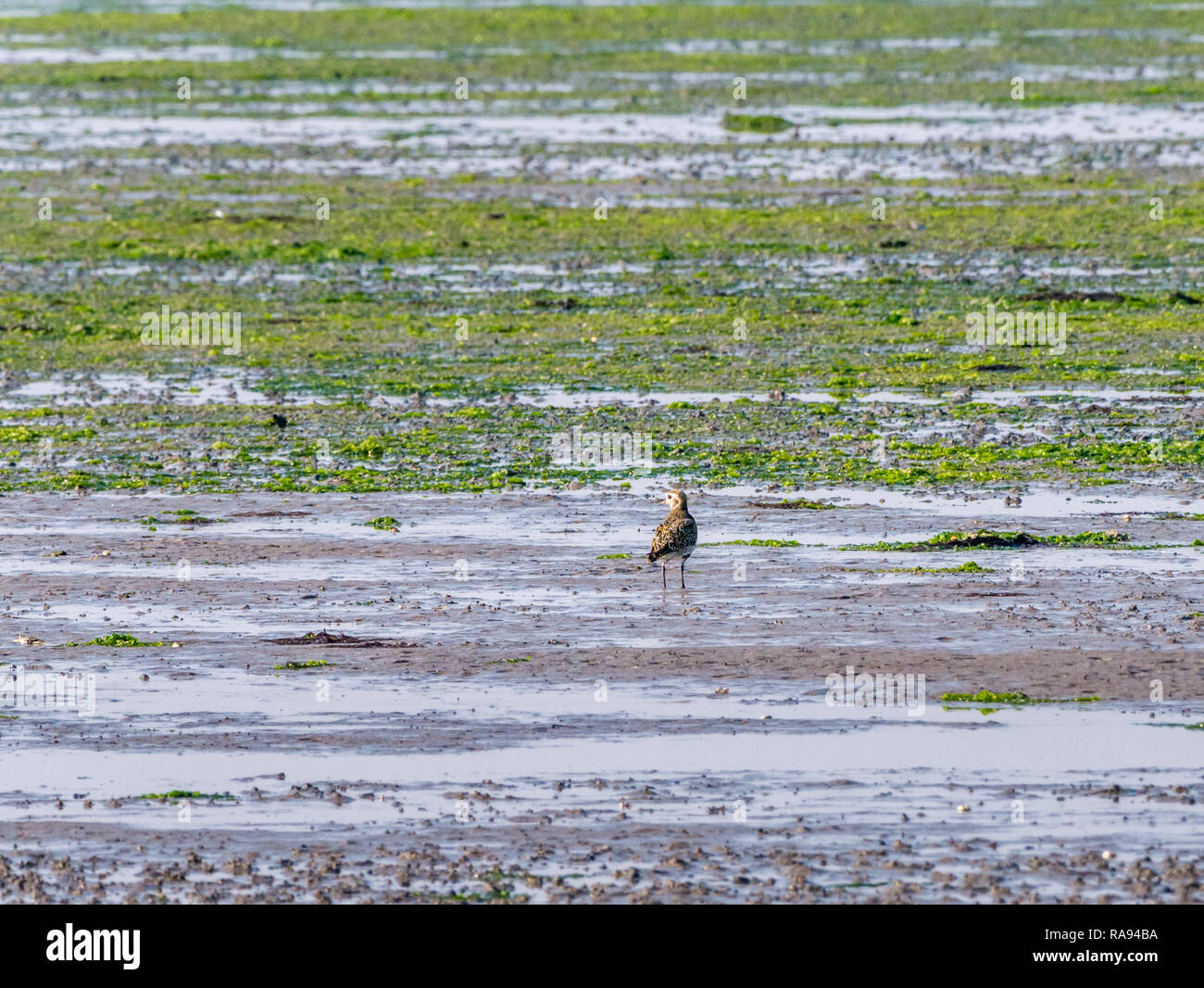 Portrait of European golden plover, Pluvialis apricaria, standing on wetland at low tide of Wadden Sea, Netherlands Stock Photo