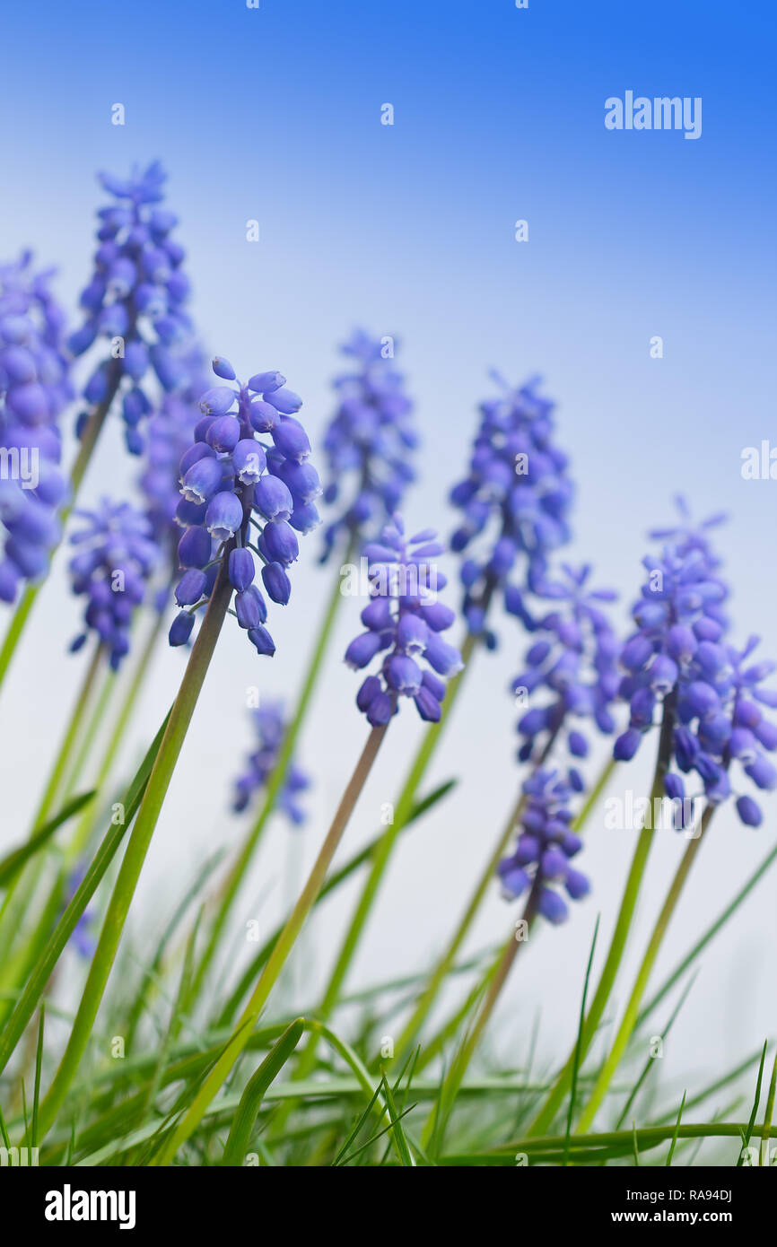 Blue muscari or grape hyacinth flowers in bright sunlight, spring background template with copy space Stock Photo