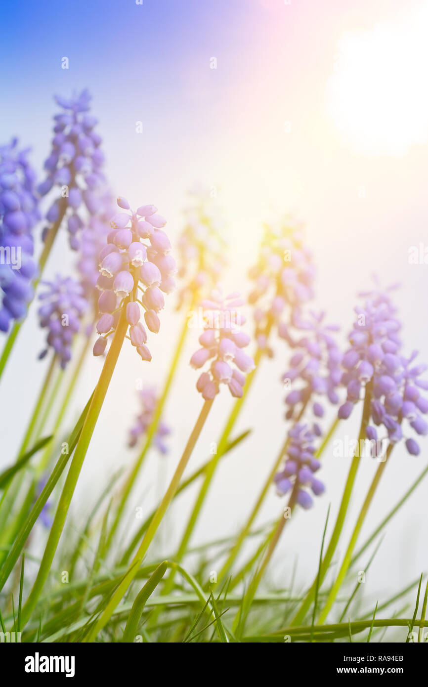 Blue muscari or grape hyacinth flowers in bright sunlight, spring background template with copy space Stock Photo