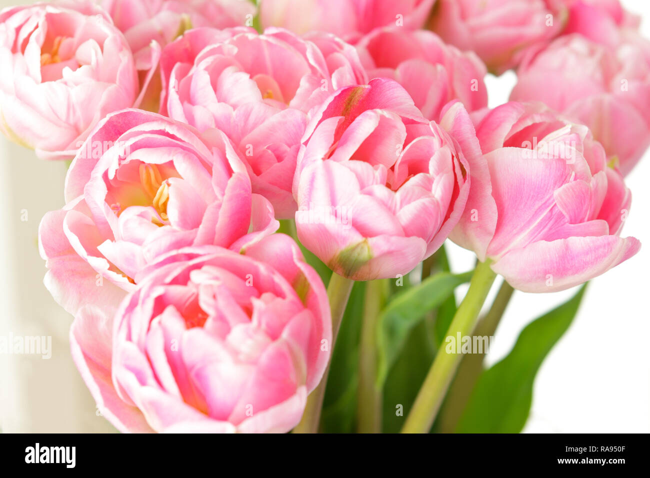 Tulip flower bouquet in shades of pink against white, nostalgic and romantic background template for florists or greeting cards Stock Photo