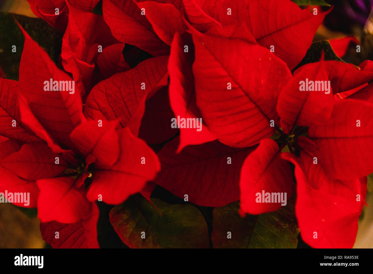 Poinsettia Plant Shot At Shallow Depth Of Field Typical Plant