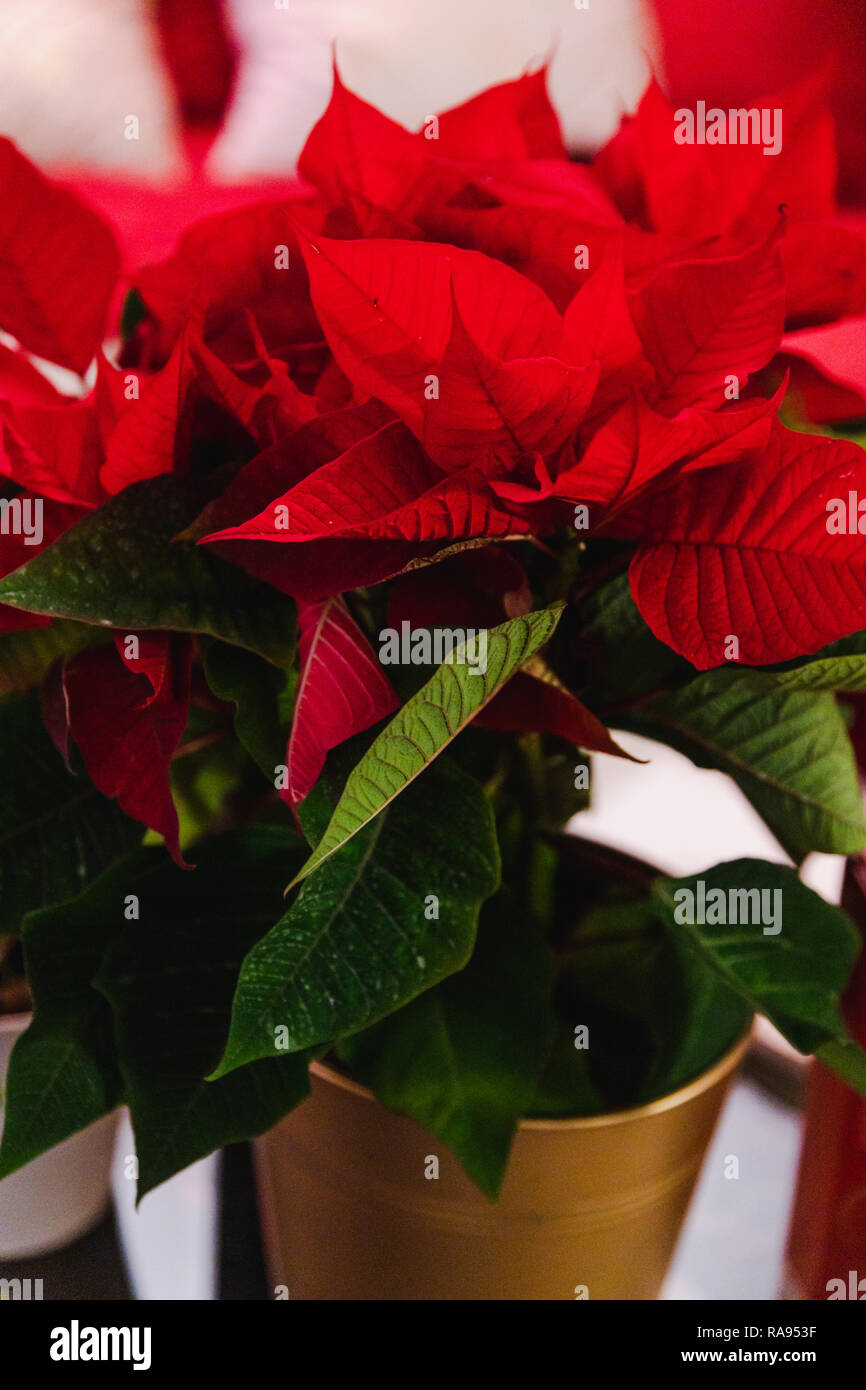 Poinsettia Plant Shot At Shallow Depth Of Field Typical Plant