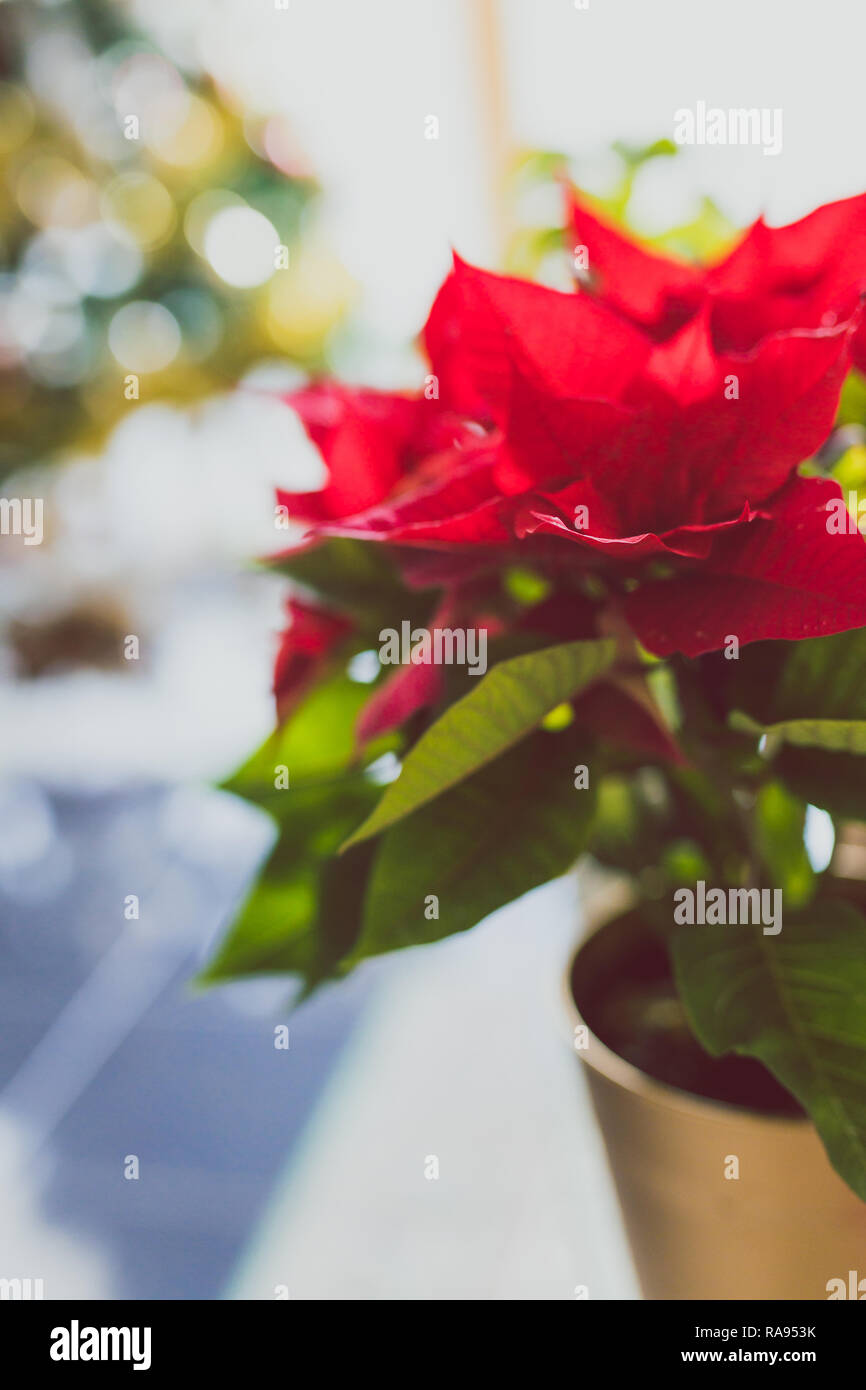 Poinsettia Plant Shot At Shallow Depth Of Field Typical Plant