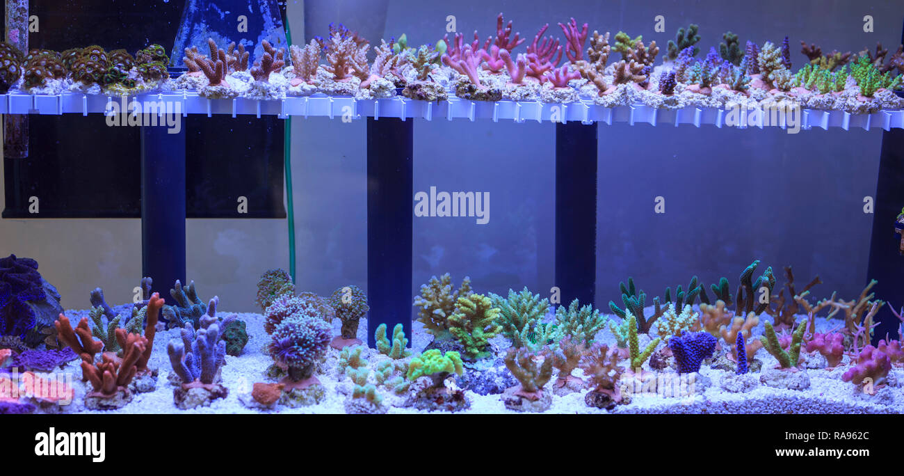 Large aquarium tropical fish corals hi-res stock photography and images ...