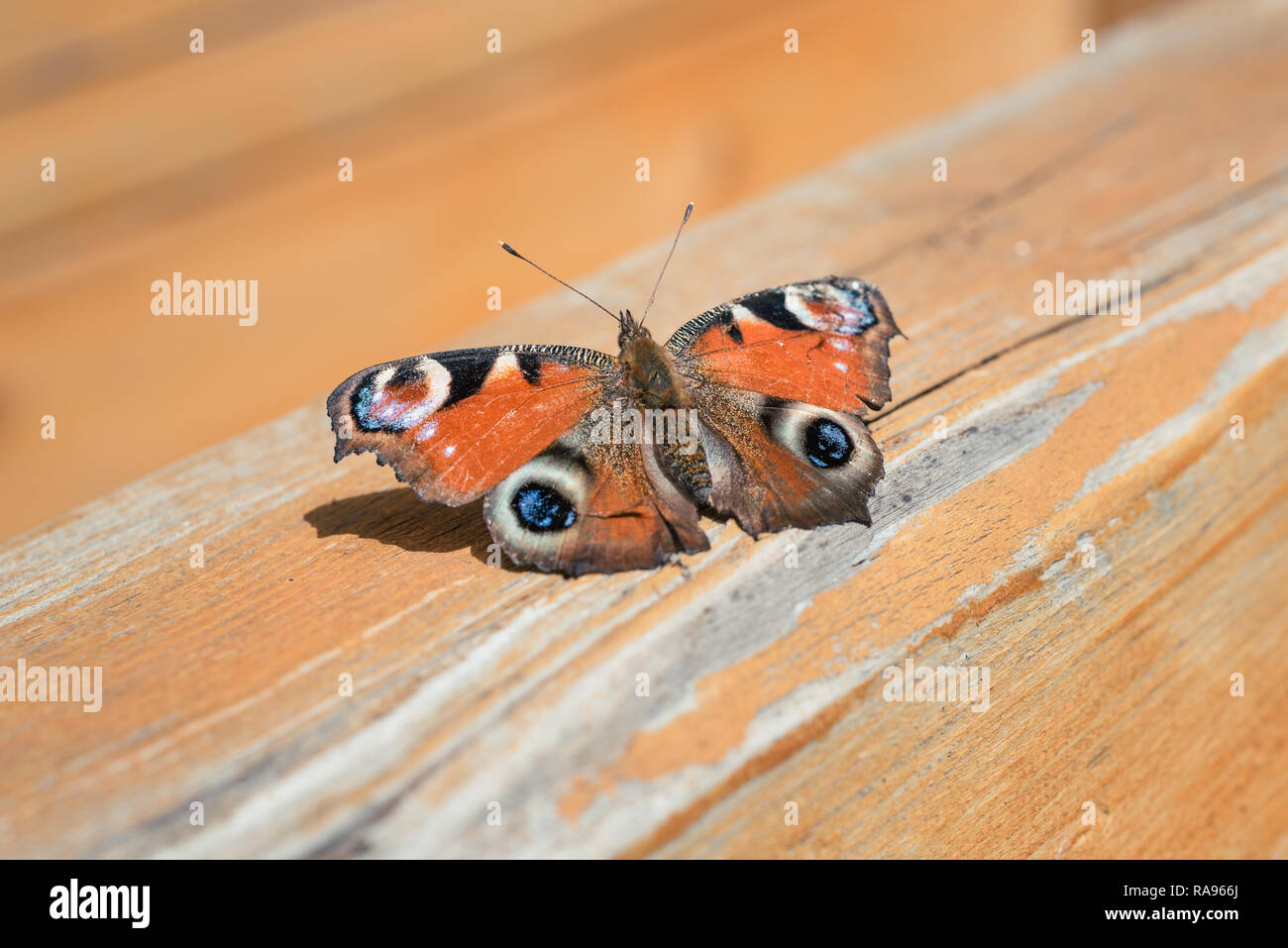Butterfly with beautiful unfold wings sits on a wooden surface Stock Photo