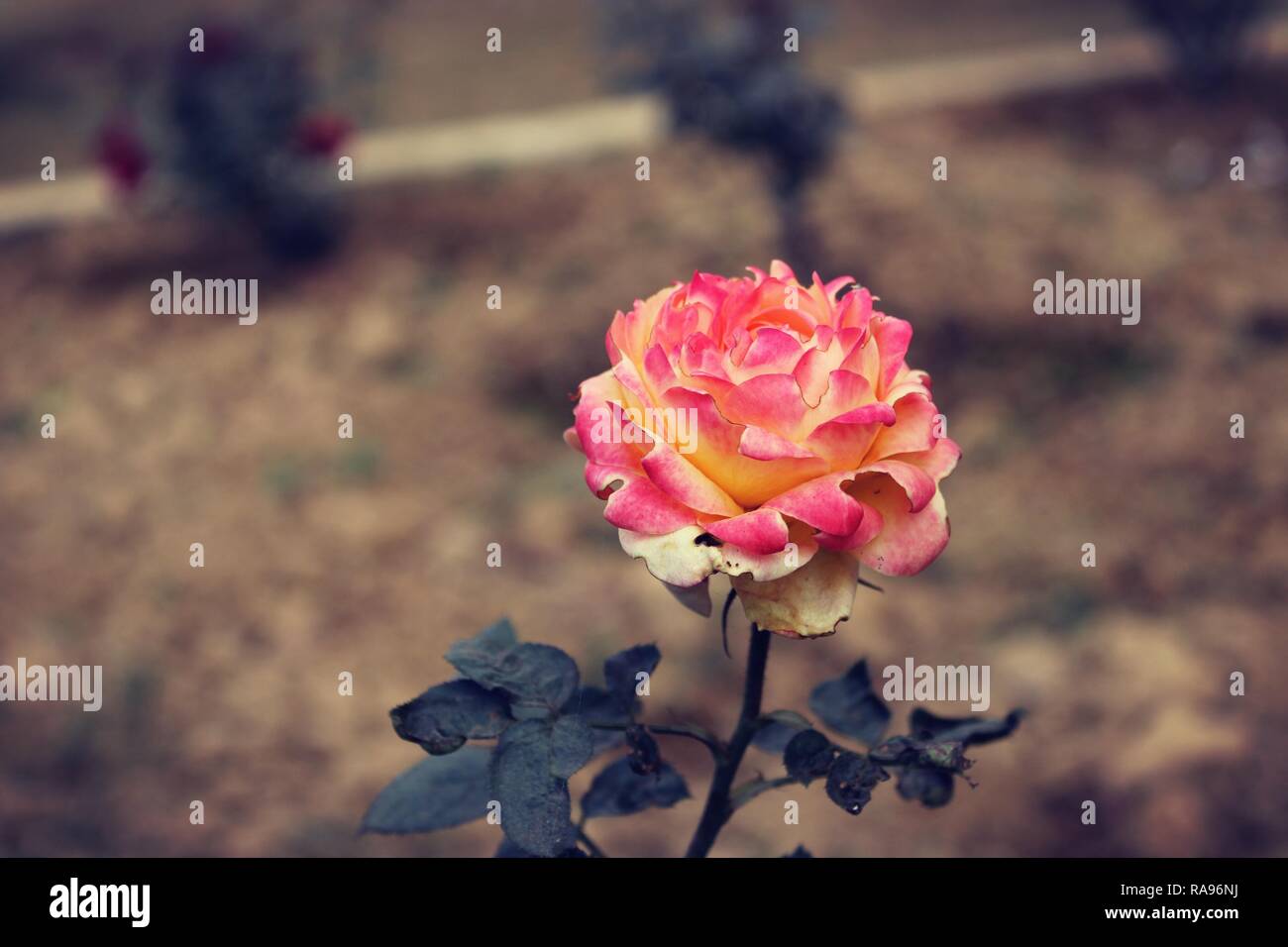 A Beautiful red yellow rose Stock Photo