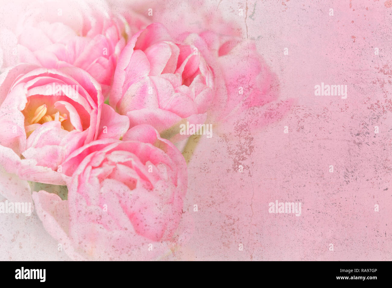 Tulip flowers in shades of pink, distressed grunge effect, nostalgic and romantic background template for florists or greeting cards Stock Photo