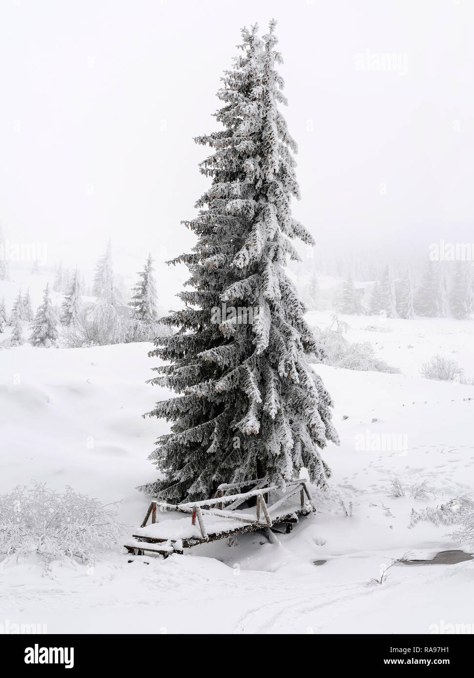 A little wooden bridge over a mountain stream. Tall coniferous tree in the center of the photo and lots of snow Stock Photo