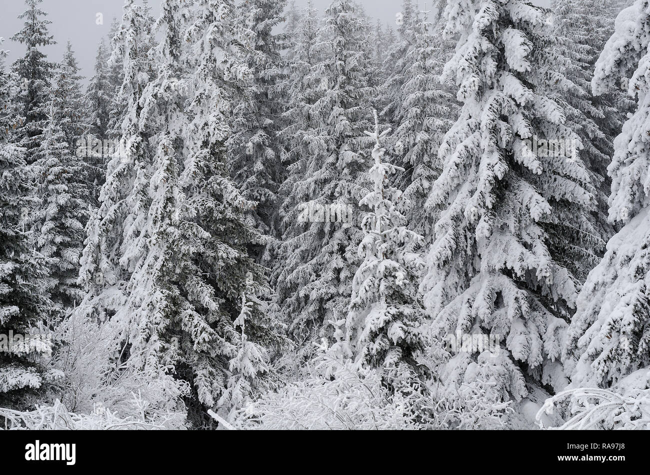Winter landscape of a pine forest in the mountains. Trees are very tall and covered with fresh snow. Stock Photo