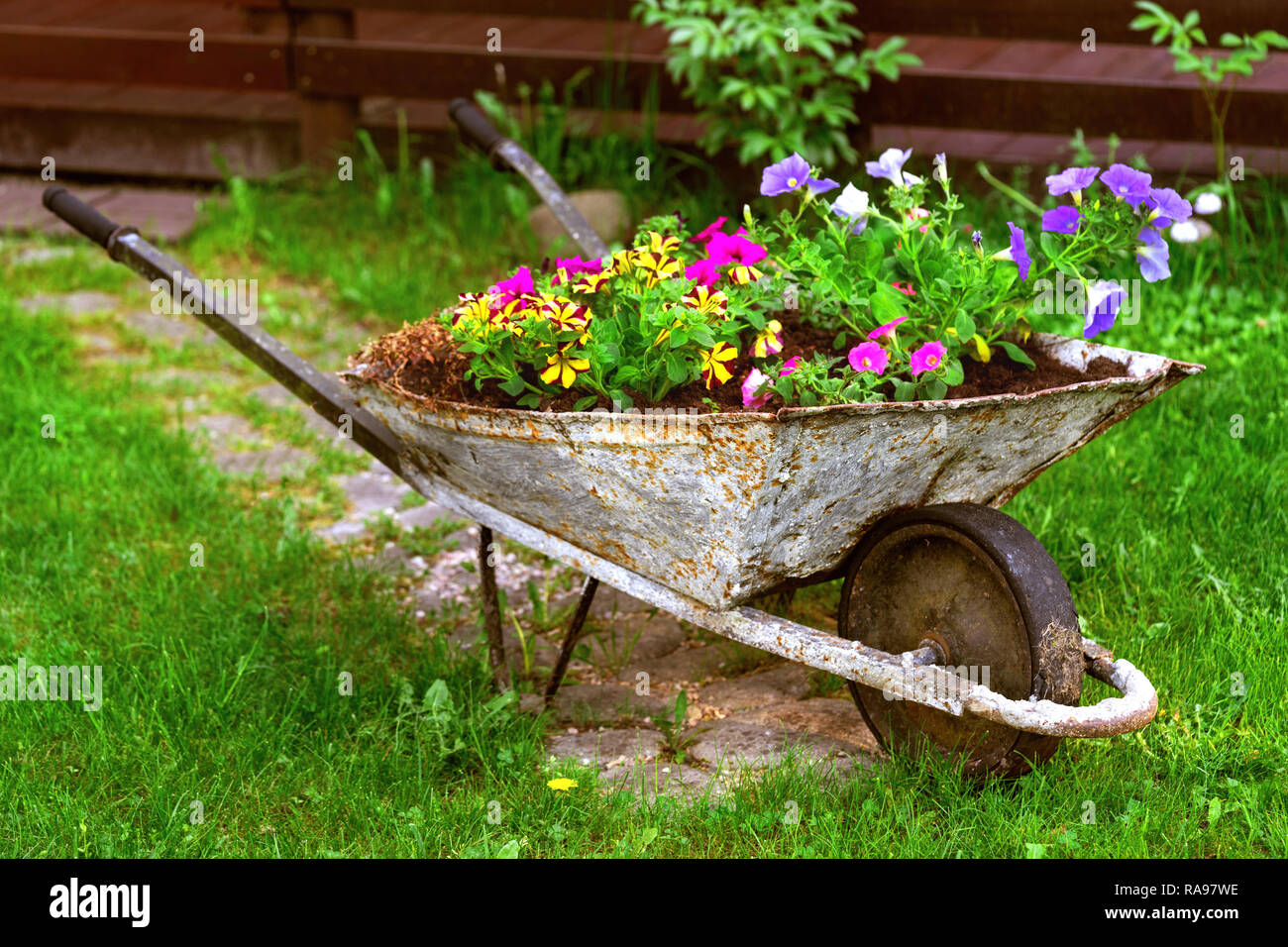 old rusty Wheelbarrow flowerbed colorfull flowers garden decor Stock Photo
