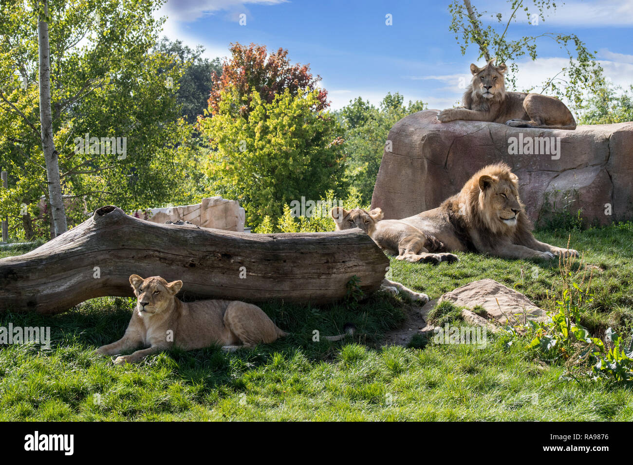 Captive African lions (Panthera leo) lion pride with males and lionesses resting in zoo / animal park / zoological garden Stock Photo