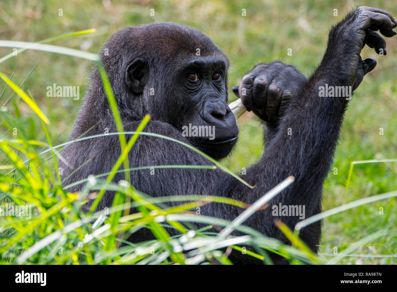 Close up portrait of young western lowland gorilla (Gorilla gorilla gorilla) native to central Africa Stock Photo