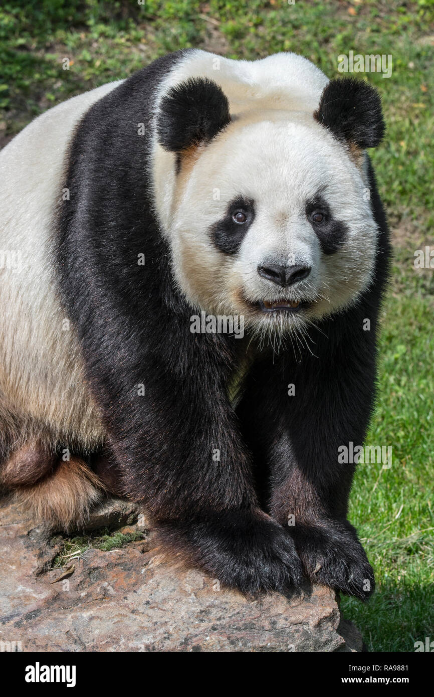 Giant panda (Ailuropoda melanoleuca) posing on rock in zoo / animal park / zoological garden Stock Photo