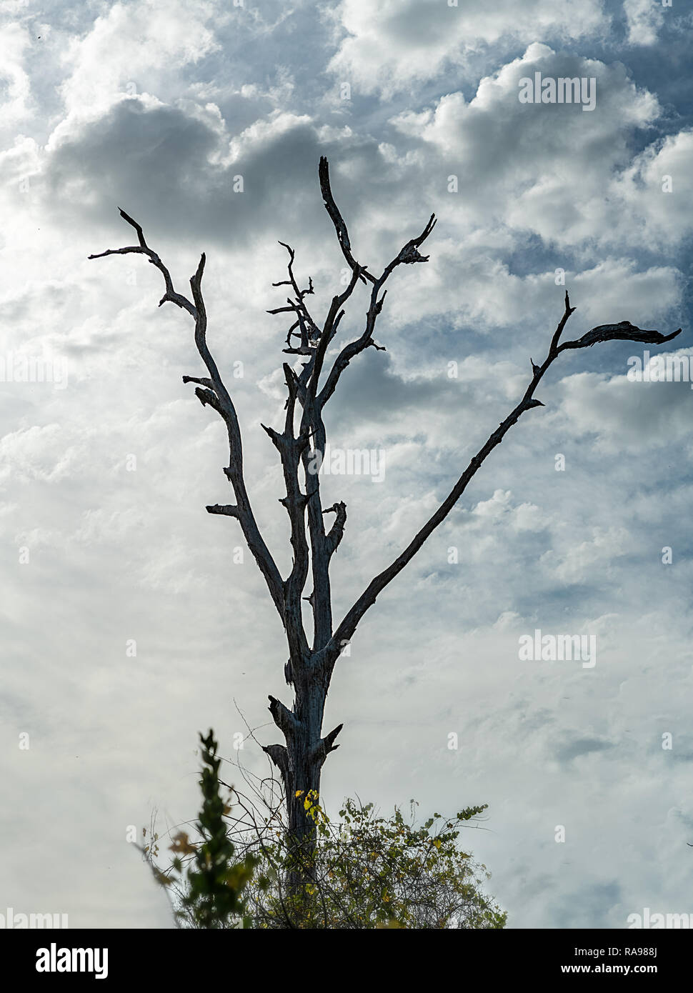 A dead tree against a cloudy sky in a Florida mangrove Stock Photo